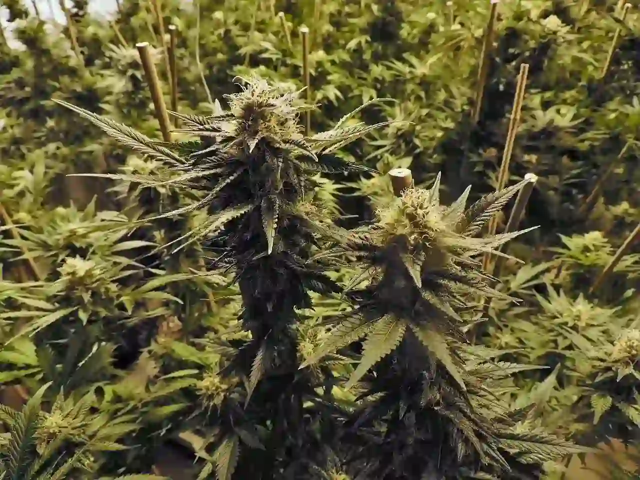 Background image of a cannabis plant.